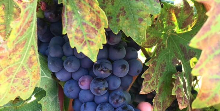 Chihuahua: Cata en Bodega